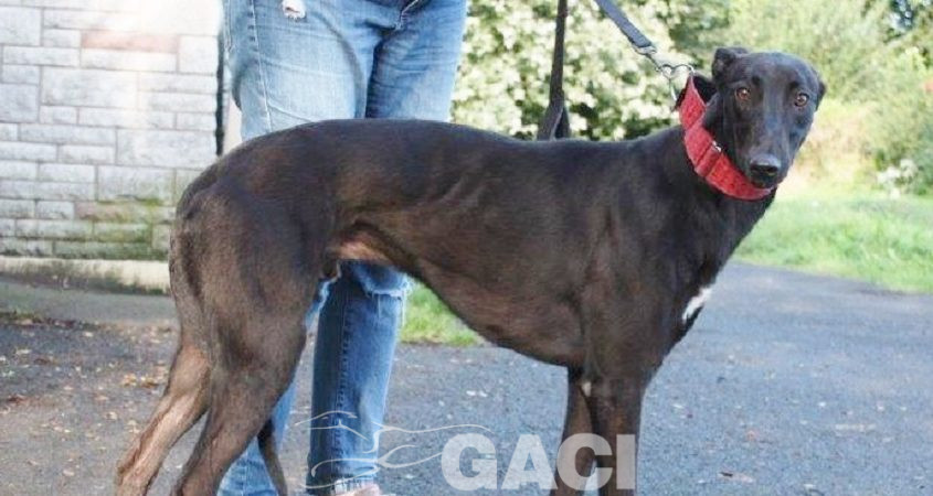 JACK- 02-12-2017- M- (7)