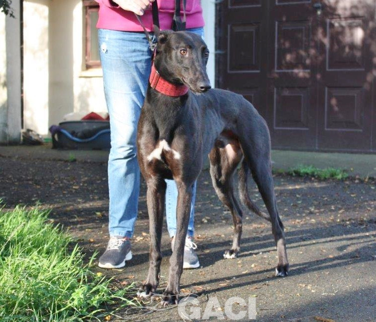 JACK- 02-12-2017- M- (9)