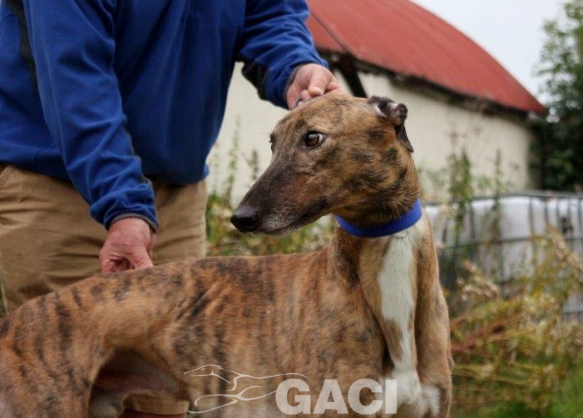 JOE-Greyhound-M-(10)