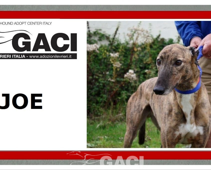 JOE-Greyhound-M-(11)