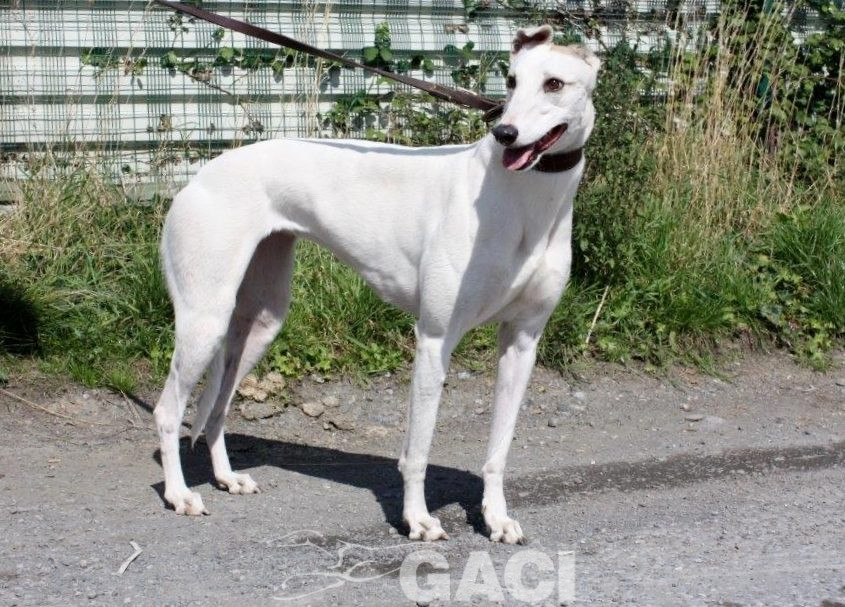 KATRINE- 01-02-2015 - F (2)