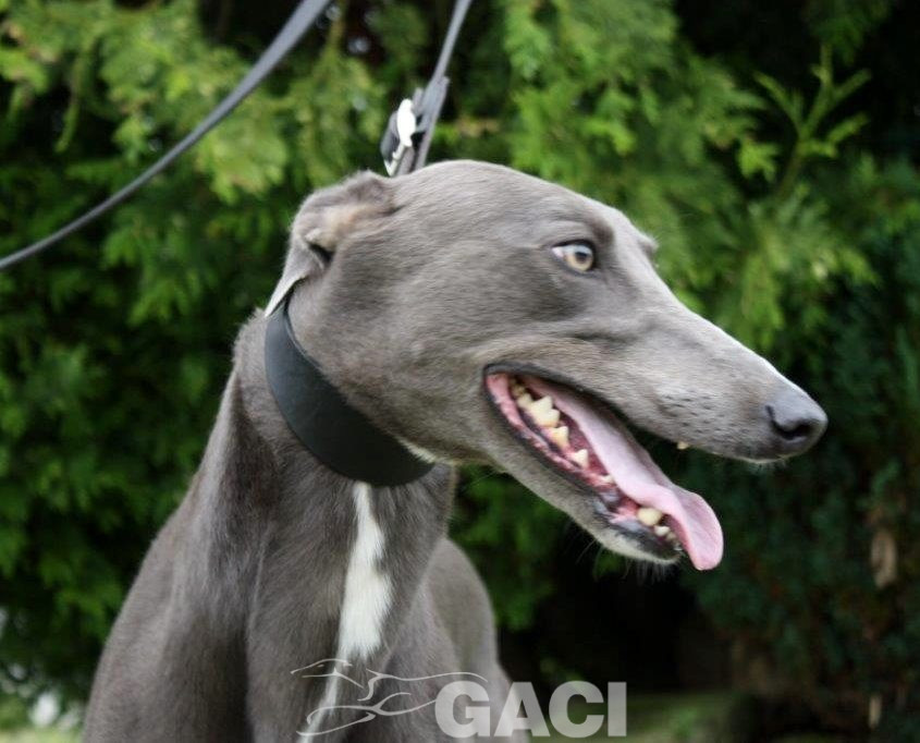 LEROY- 07-08-2015 - M (7)