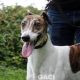 MEGAN-Greyhound-F-(1)