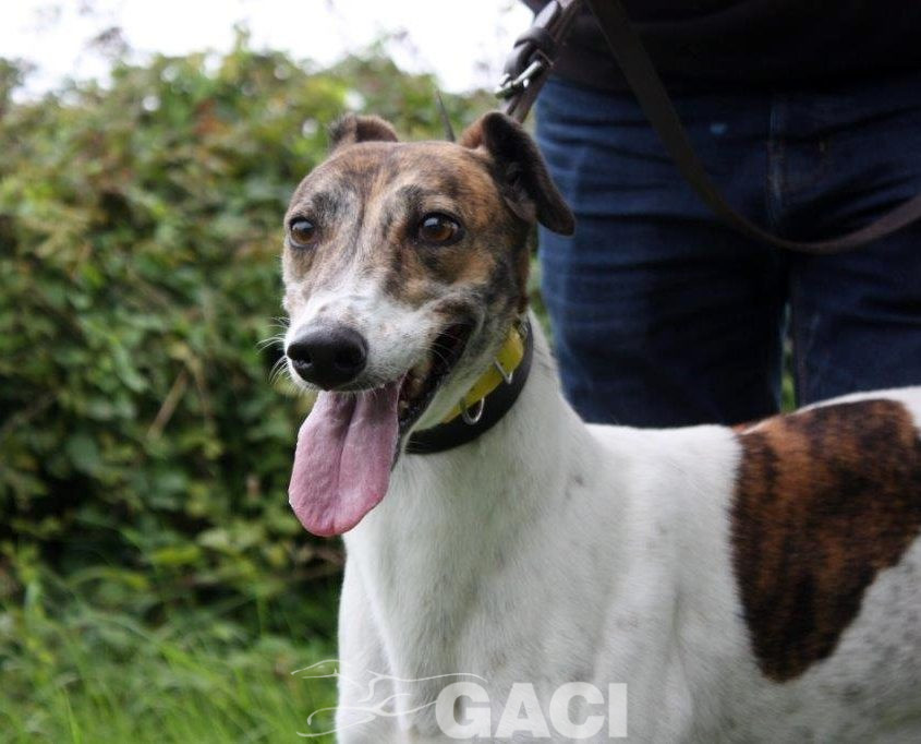 MEGAN-Greyhound-F-(1)