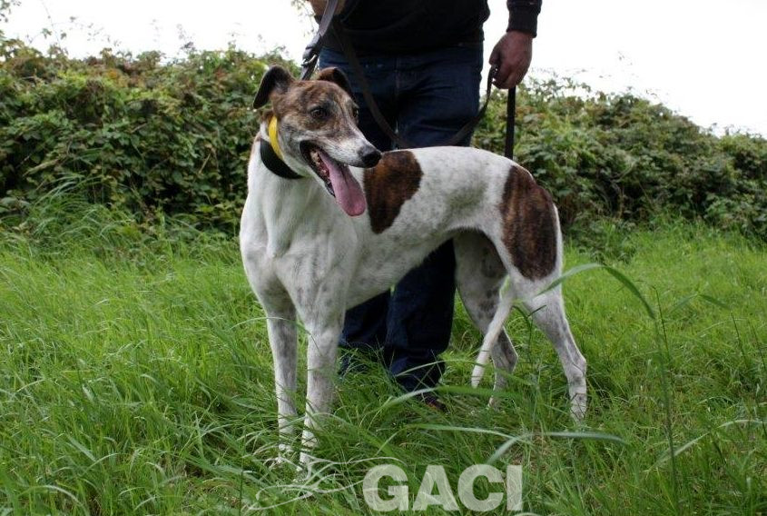 MEGAN-Greyhound-F-(10)