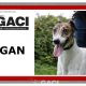 MEGAN-Greyhound-F-(11)