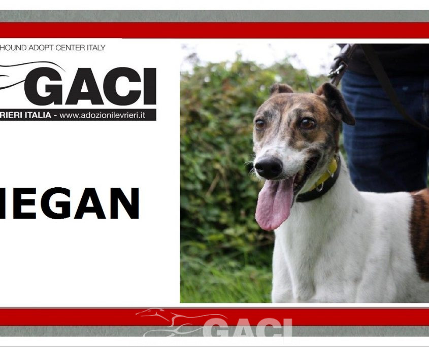 MEGAN-Greyhound-F-(11)