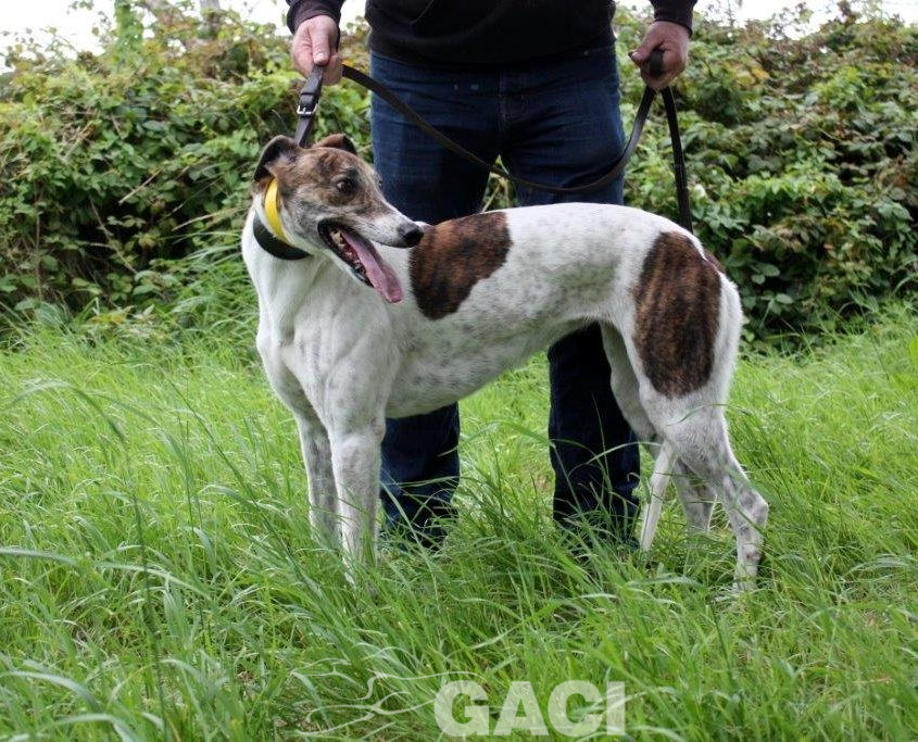 MEGAN-Greyhound-F-(2)