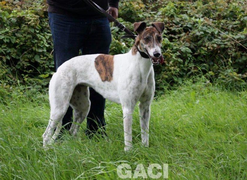 MEGAN-Greyhound-F-(3)