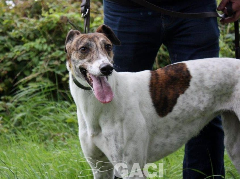 MEGAN-Greyhound-F-(4)