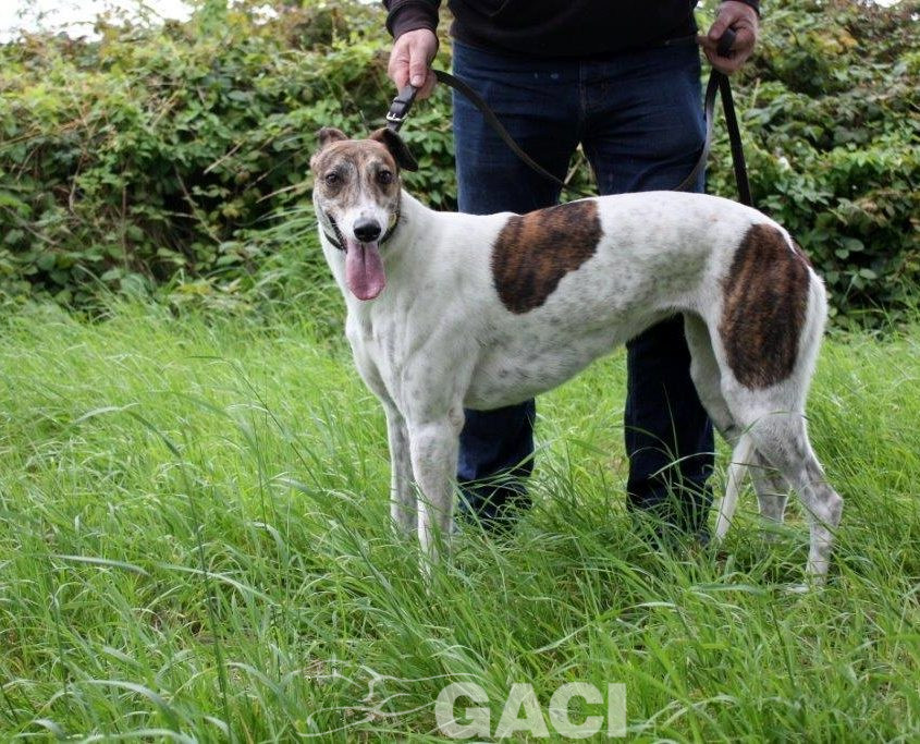 MEGAN-Greyhound-F-(5)