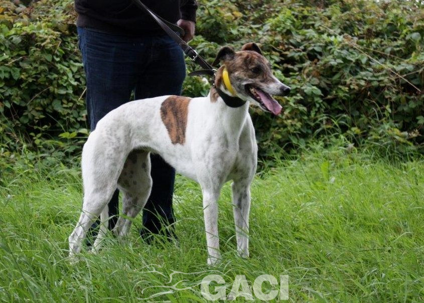 MEGAN-Greyhound-F-(6)