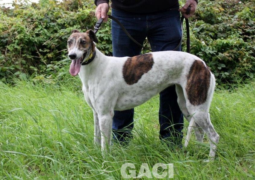 MEGAN-Greyhound-F-(7)
