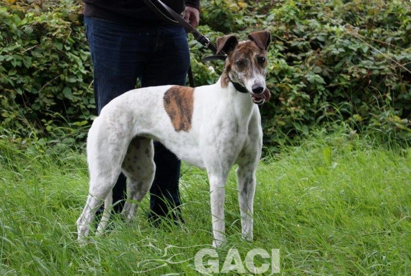 MEGAN-Greyhound-F-(8)