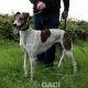 MEGAN-Greyhound-F-(9)