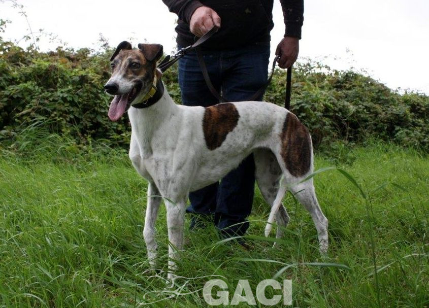 MEGAN-Greyhound-F-(9)