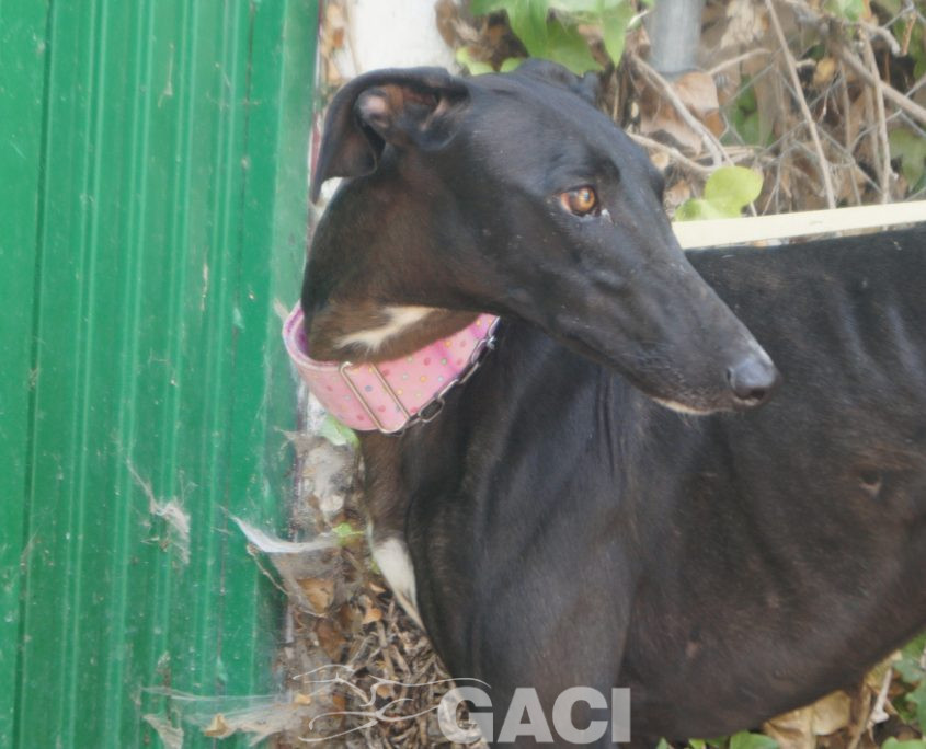 P190818_02 INDIA H1,5 941000023598366 ( CEDIDA) (1)