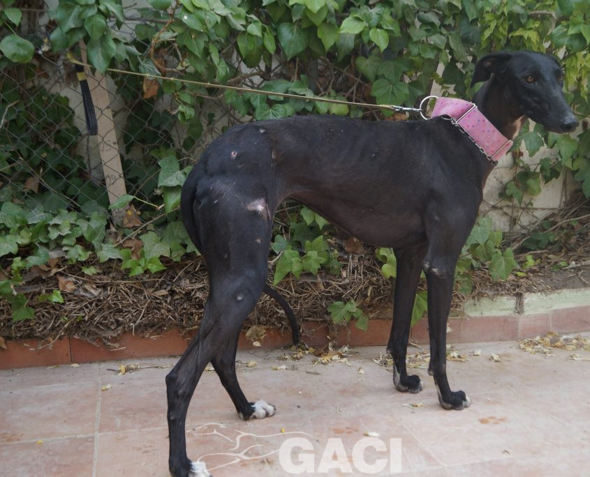 P190818_02 INDIA H1,5 941000023598366 ( CEDIDA) (2)