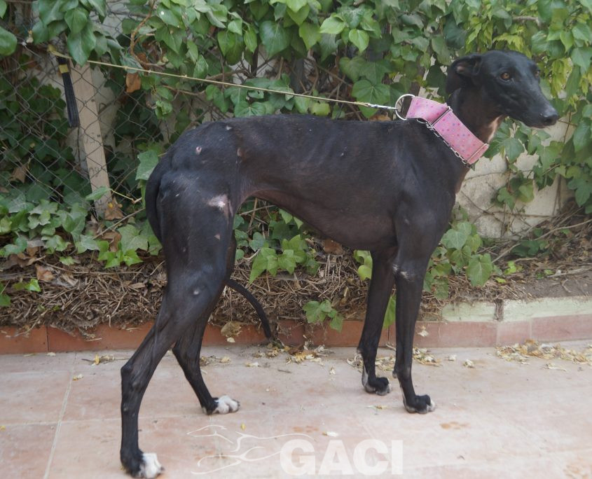 P190818_02 INDIA H1,5 941000023598366 ( CEDIDA) (3)