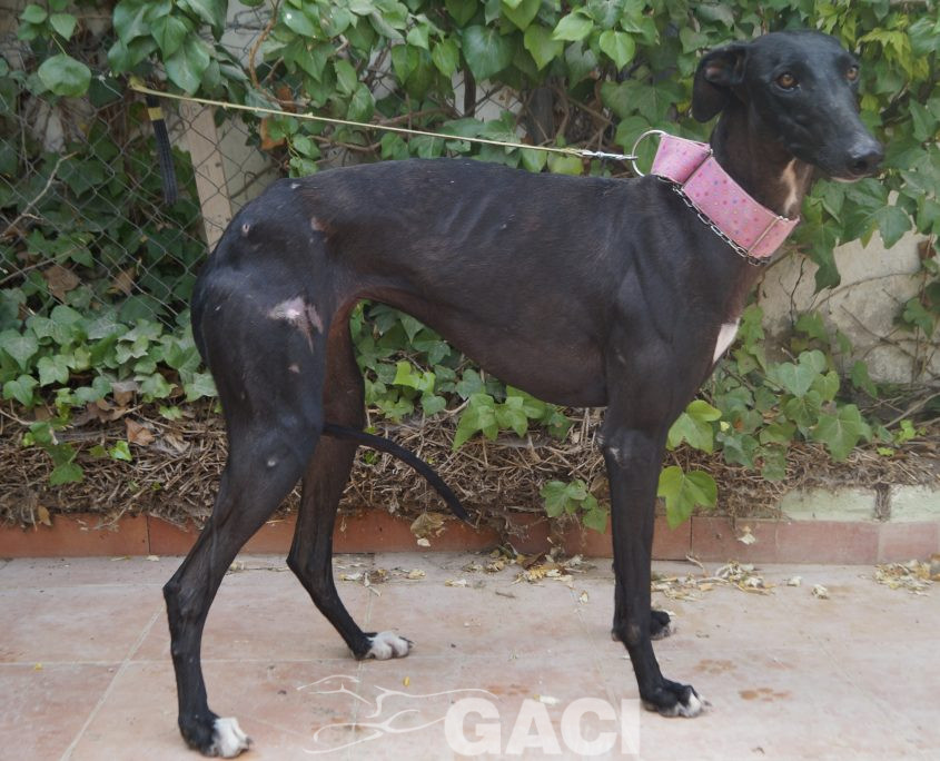 P190818_02 INDIA H1,5 941000023598366 ( CEDIDA) (4)