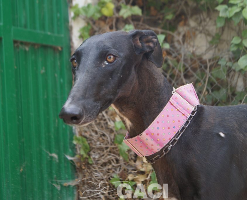 P190818_02 INDIA H1,5 941000023598366 ( CEDIDA) (5)