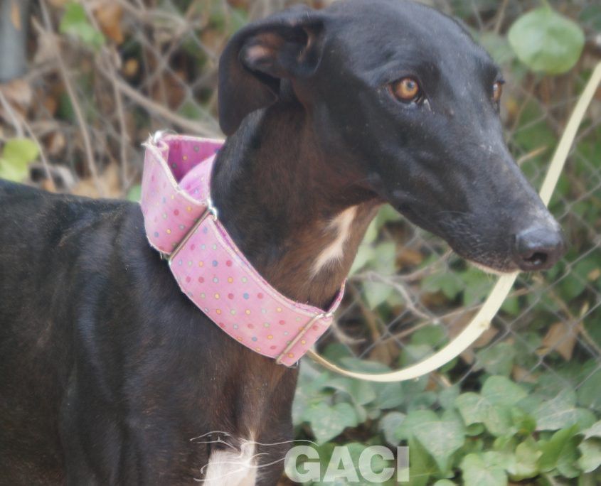 P190818_02 INDIA H1,5 941000023598366 ( CEDIDA) (6)