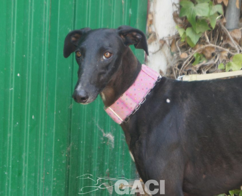 P190818_02 INDIA H1,5 941000023598366 ( CEDIDA) (7)