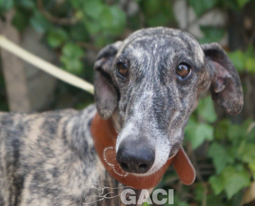 P190915_01 HABANA H1,5 9410000023598661 ( TATUAJE CME-0542) CEDIDA(10)