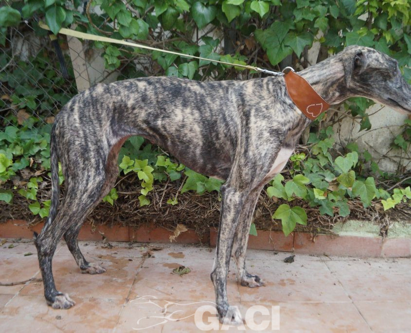 P190915_01 HABANA H1,5 9410000023598661 ( TATUAJE CME-0542) CEDIDA(5)