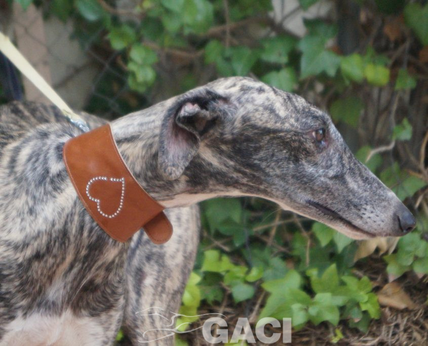 P190915_01 HABANA H1,5 9410000023598661 ( TATUAJE CME-0542) CEDIDA(6)