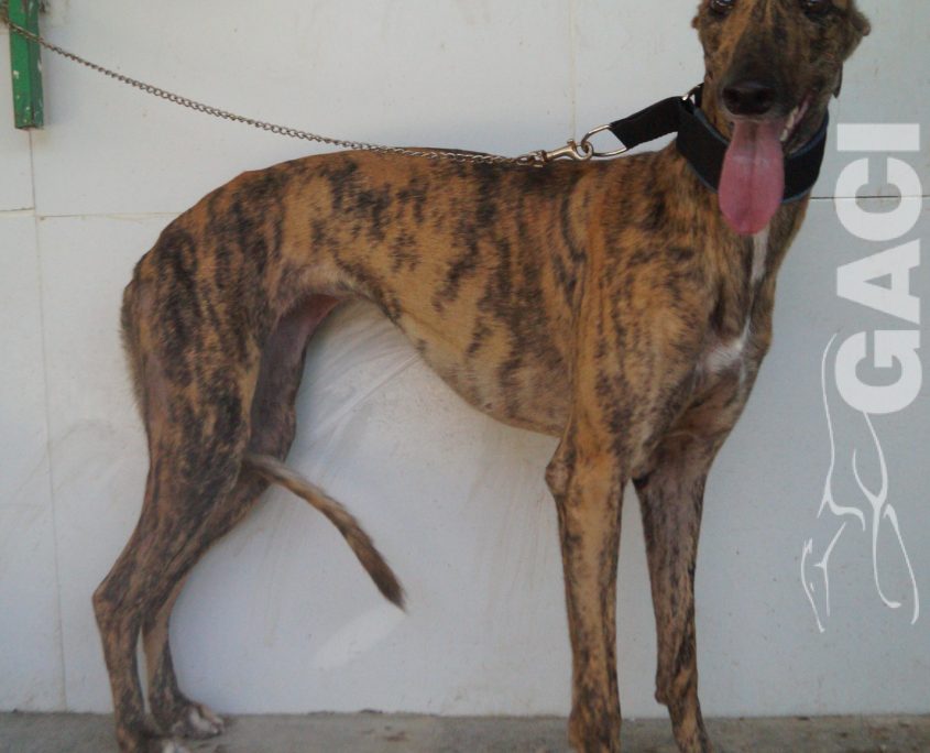 P190918_03 MARQUESA H1 941000023363621 ( CEDIDA) (14)