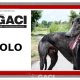 Paolo-Greyhound-25-08-2016-M (11)