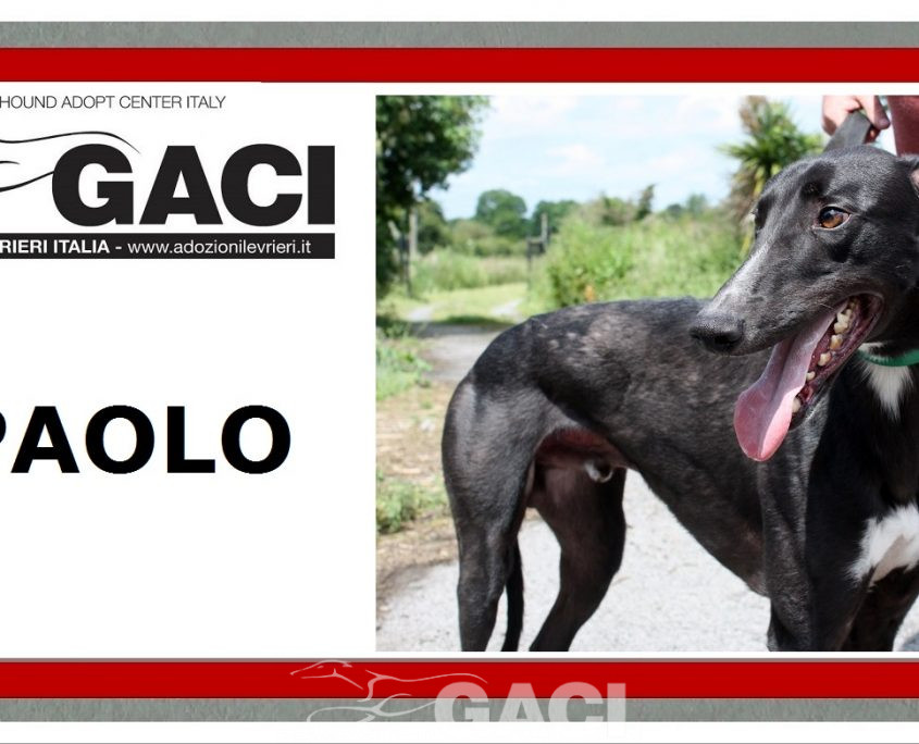 Paolo-Greyhound-25-08-2016-M (11)