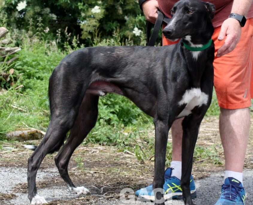 Paolo-Greyhound-25-08-2016-M (2)