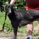 Paolo-Greyhound-25-08-2016-M (4)