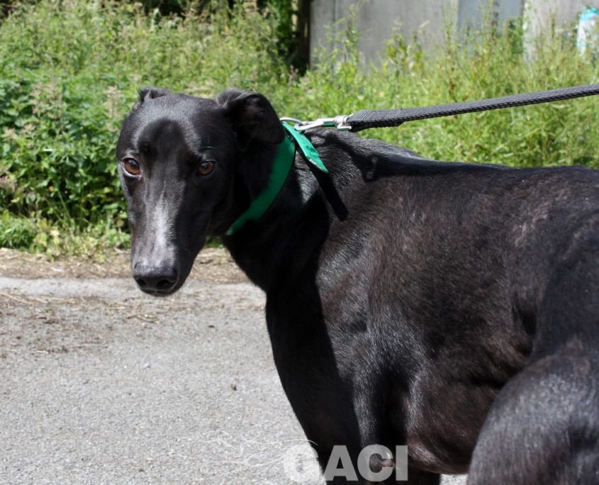 Paolo-Greyhound-25-08-2016-M (6)