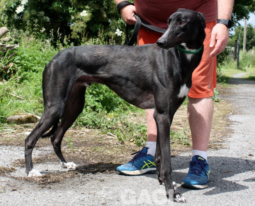 Paolo-Greyhound-25-08-2016-M (7)