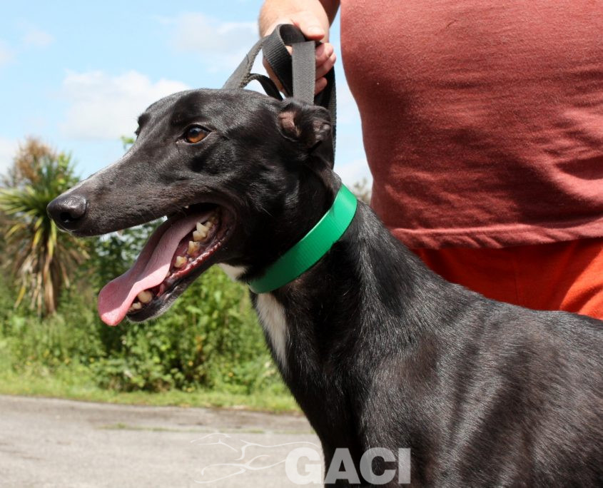 Paolo-Greyhound-25-08-2016-M (8)