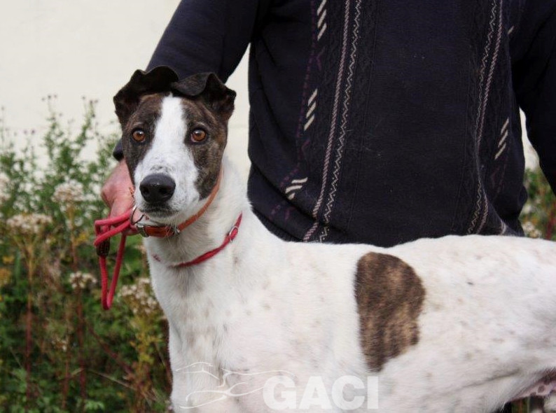 RUFUS-Greyhound-M-(1)