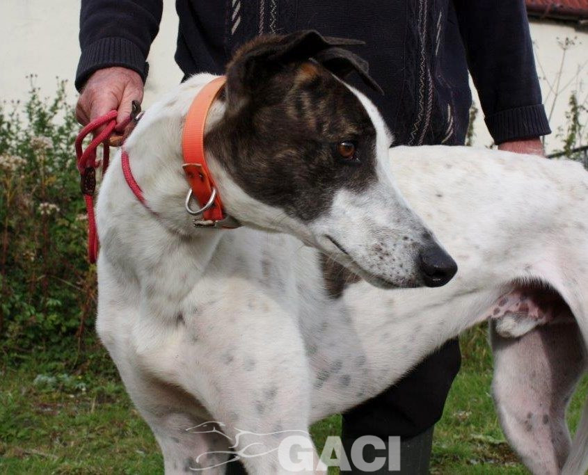 RUFUS-Greyhound-M-(10)