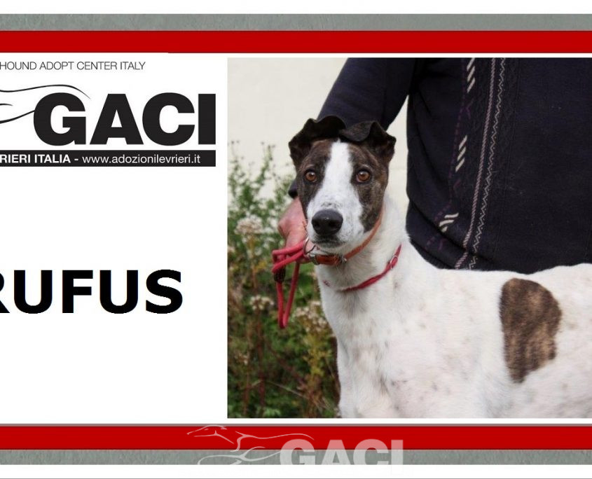 RUFUS-Greyhound-M-(11)