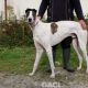 RUFUS-Greyhound-M-(2)