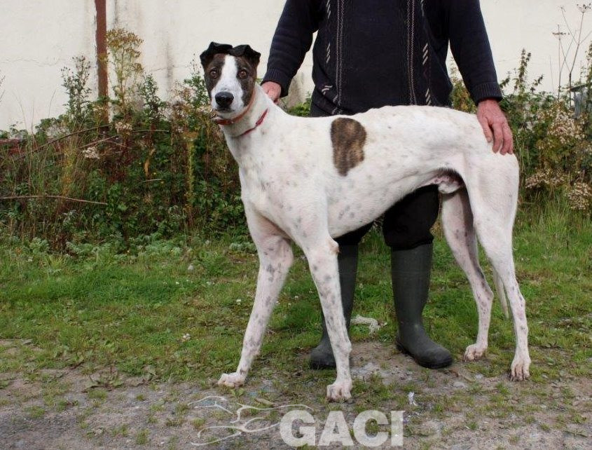 RUFUS-Greyhound-M-(2)