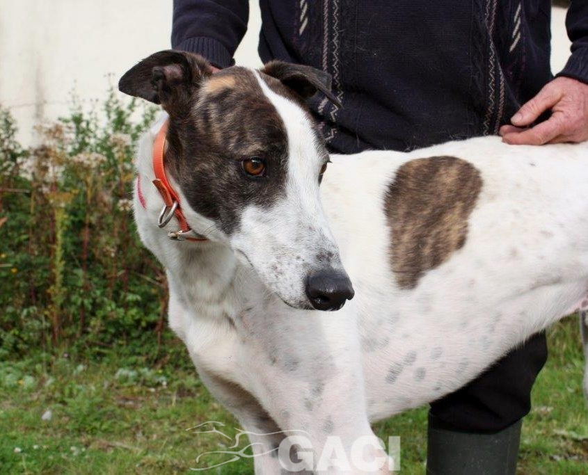 RUFUS-Greyhound-M-(3)