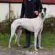 RUFUS-Greyhound-M-(4)