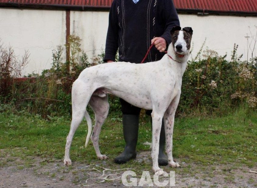 RUFUS-Greyhound-M-(4)