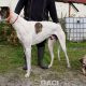 RUFUS-Greyhound-M-(5)