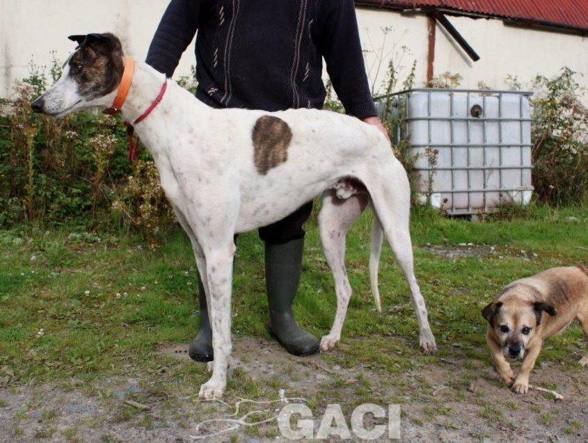 RUFUS-Greyhound-M-(5)