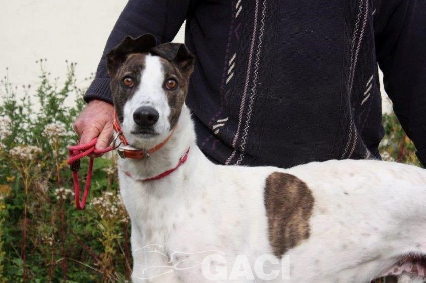 RUFUS-Greyhound-M-(6)