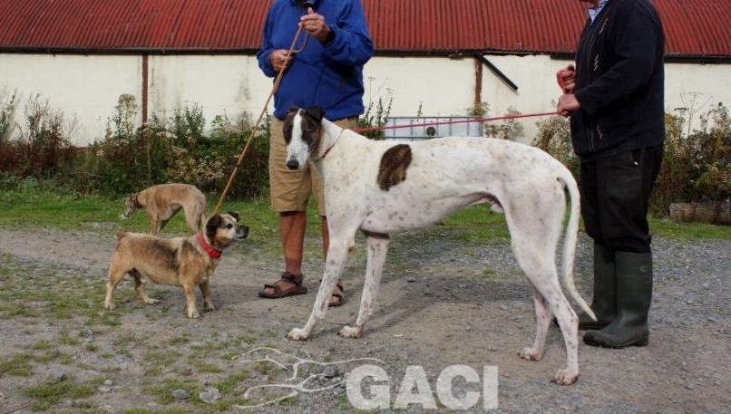 RUFUS-Greyhound-M-(7)